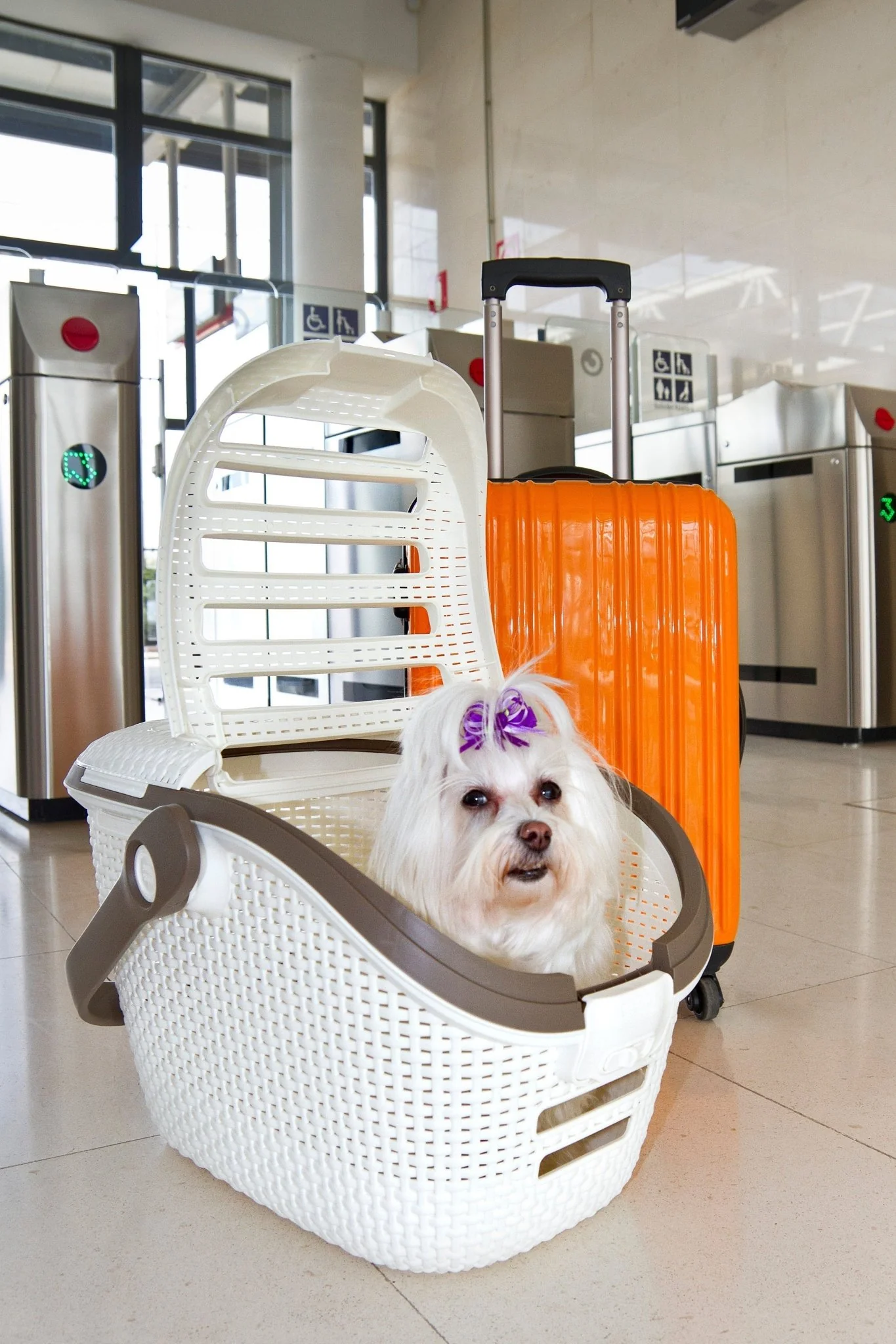 Curver Pet Carrier - Image 7