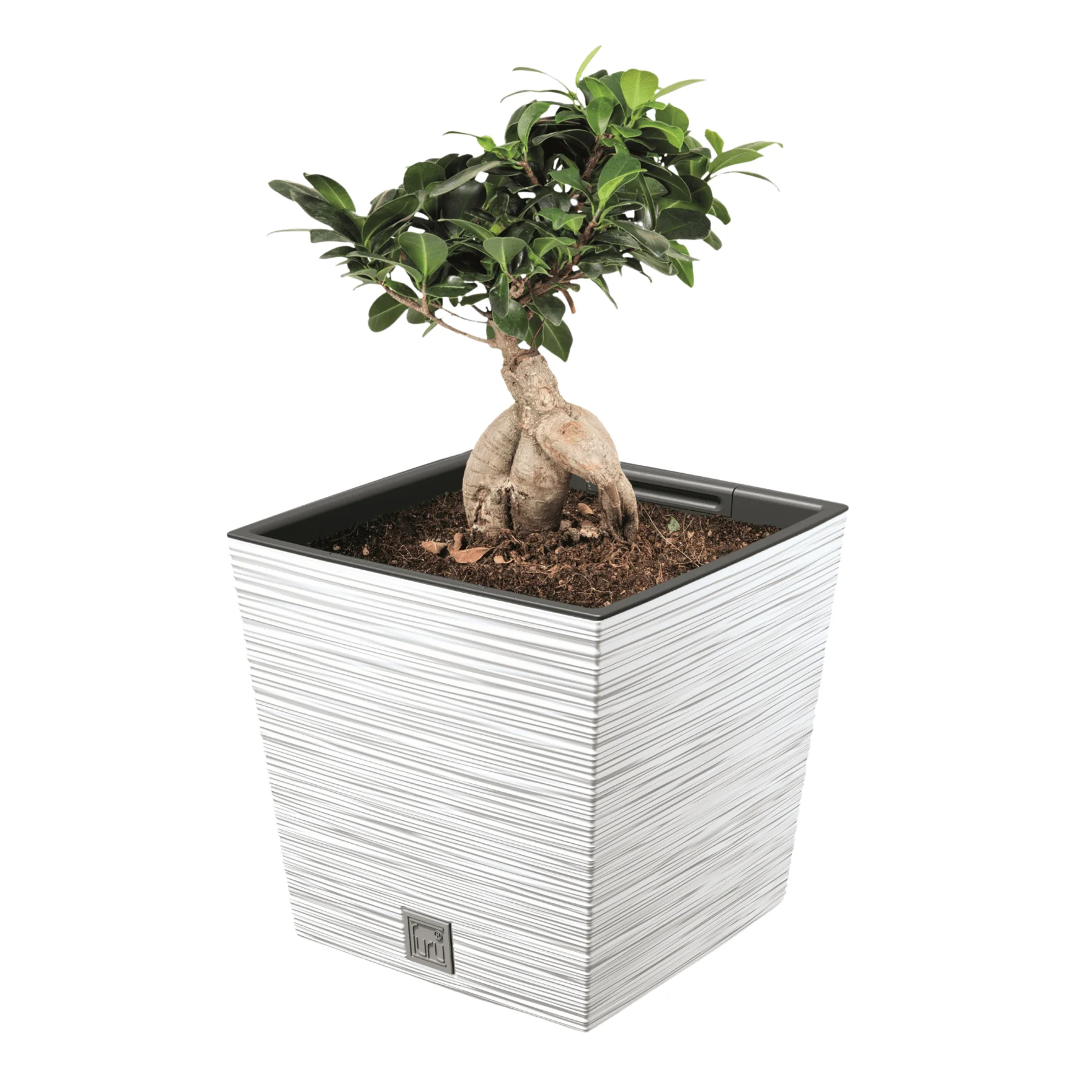 Furu Square Low Planter 240 - Image 5