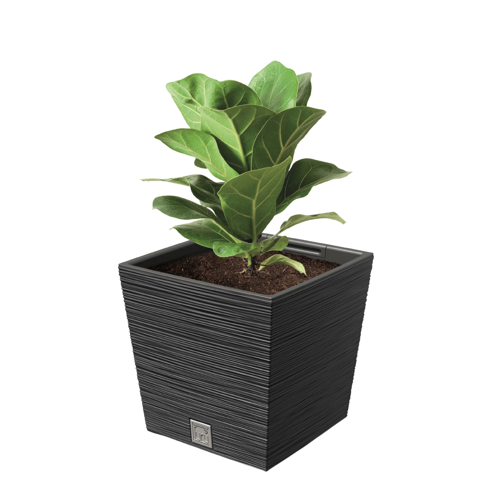 Furu Square Low Planter 240 - Image 6