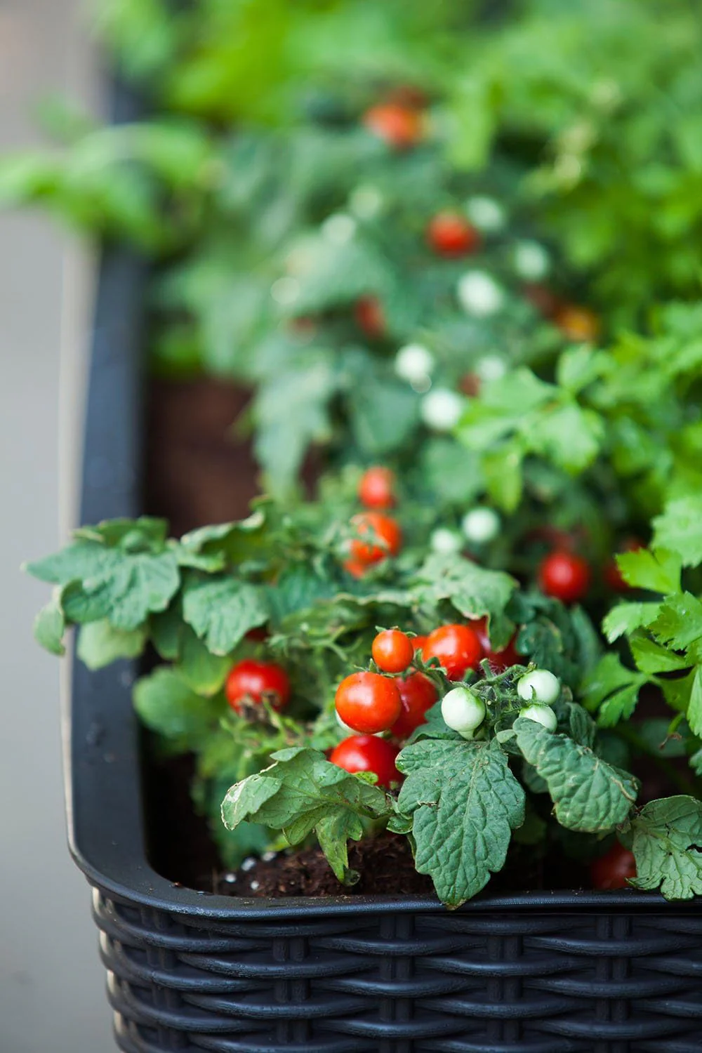 Keter Easy Grow Planter- Brown - Image 12