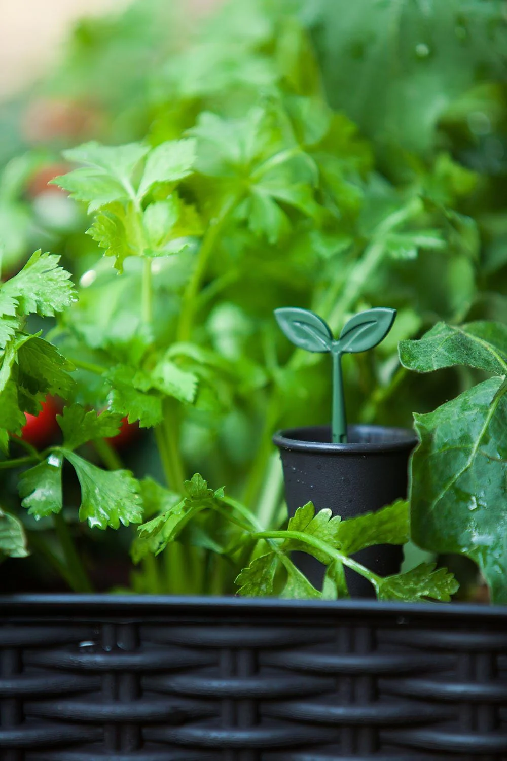 Keter Easy Grow Planter- Brown - 2 Pack - Image 13