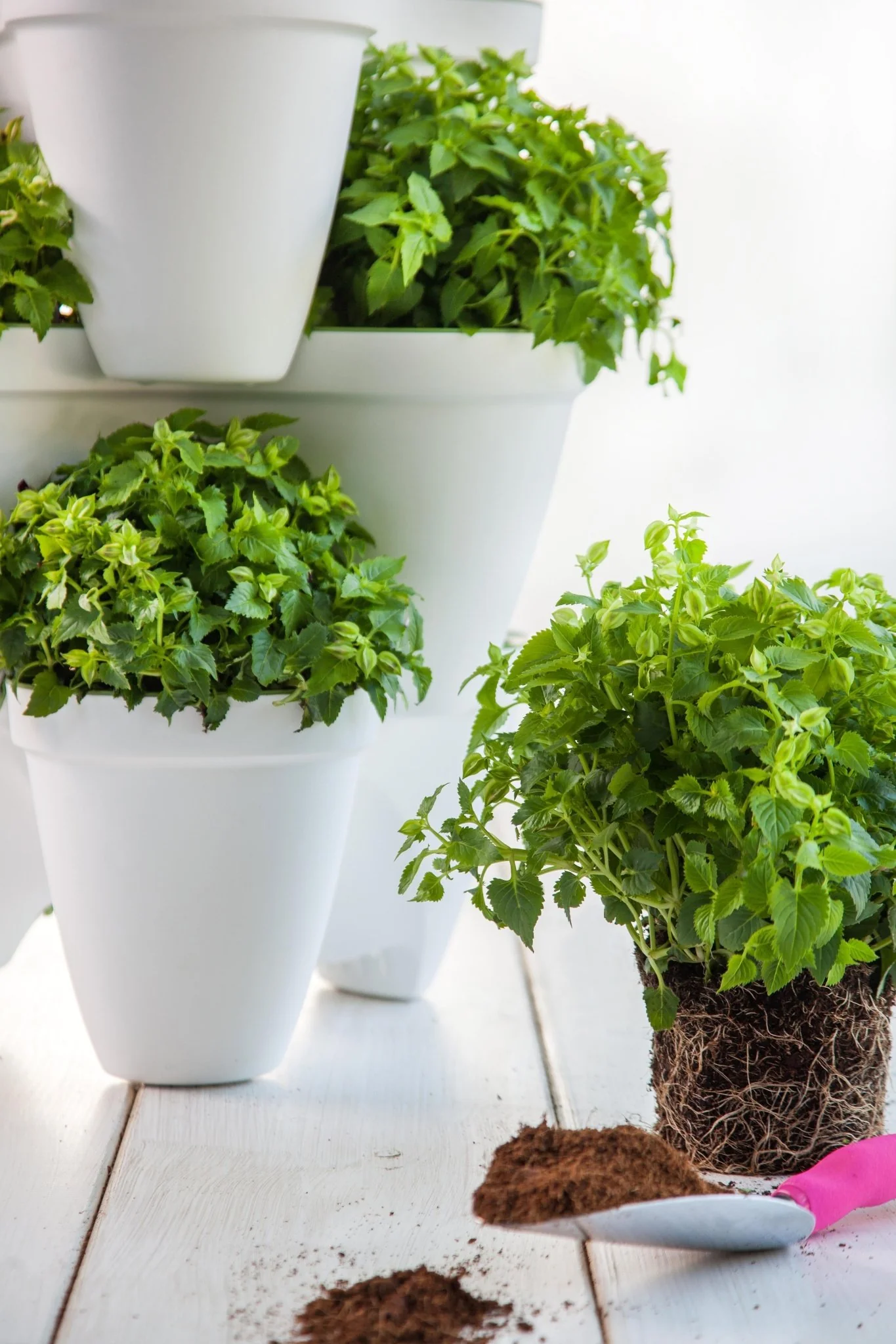 Keter Ivy Planter - White / Green - 3 Pack - Image 15