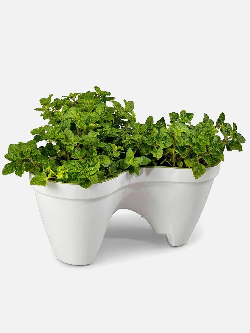 Keter Ivy Planter - White / Green - 5 Pack - Image 9