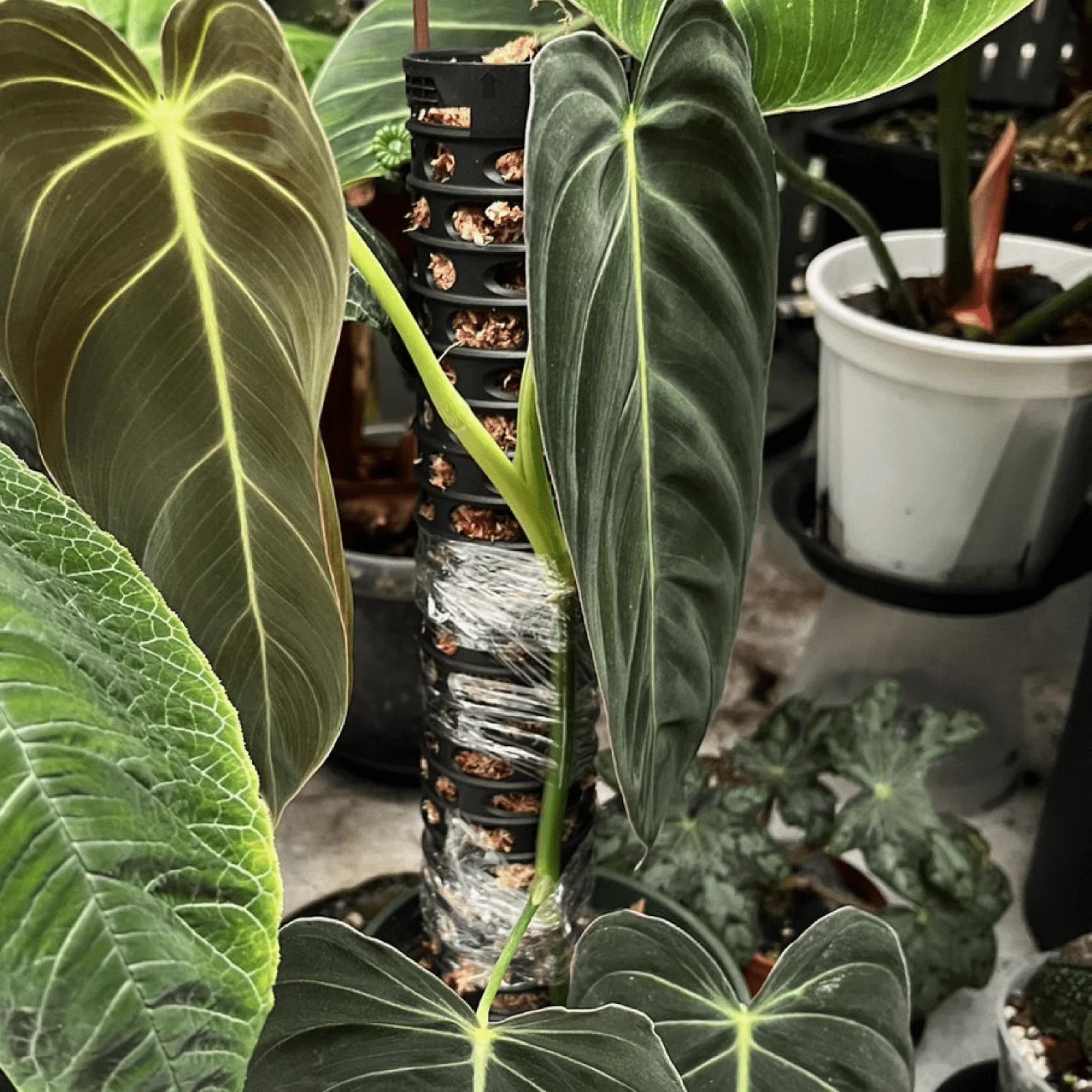 Moss Pole - 5 Pack - Image 10