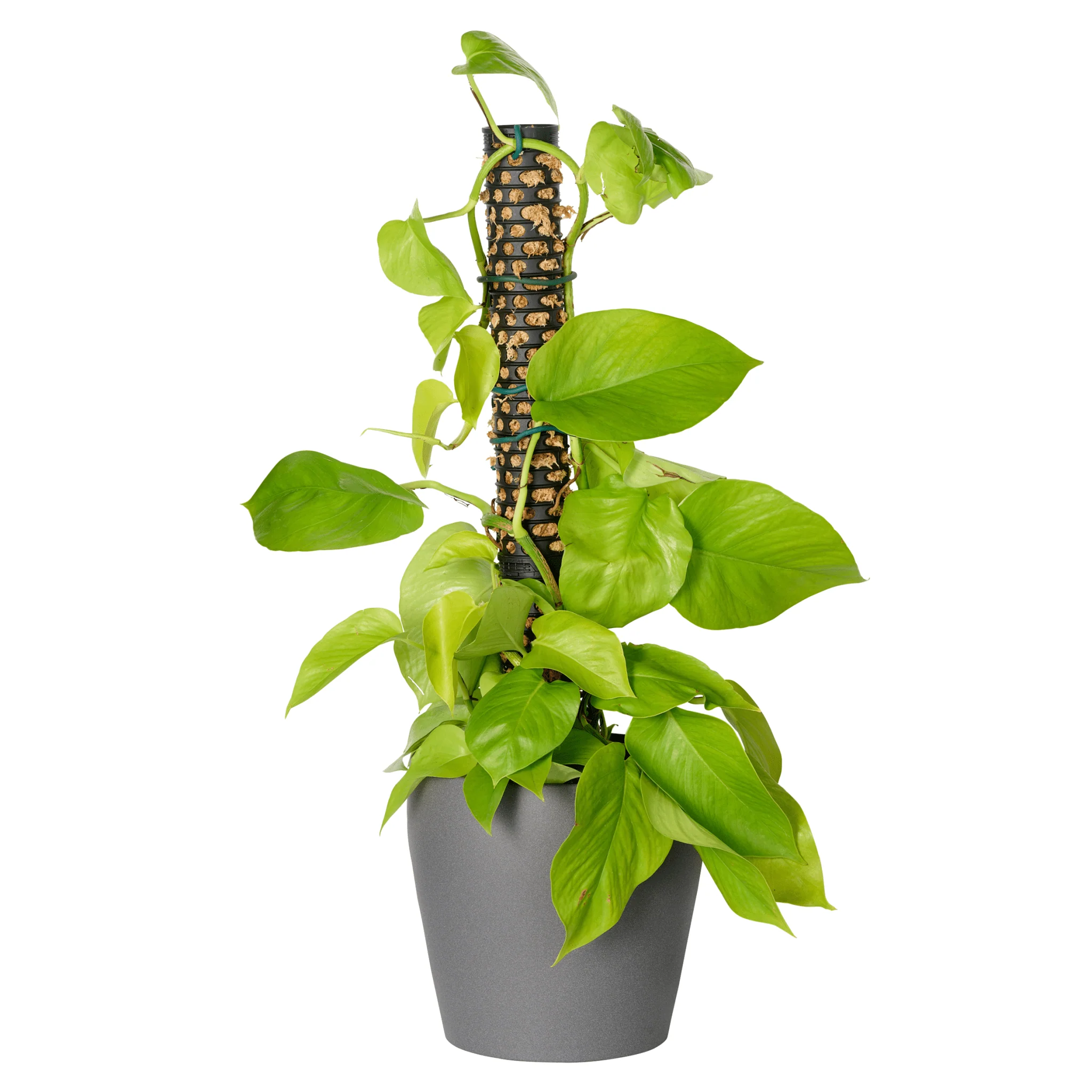 Moss Pole - 5 Pack - Image 5