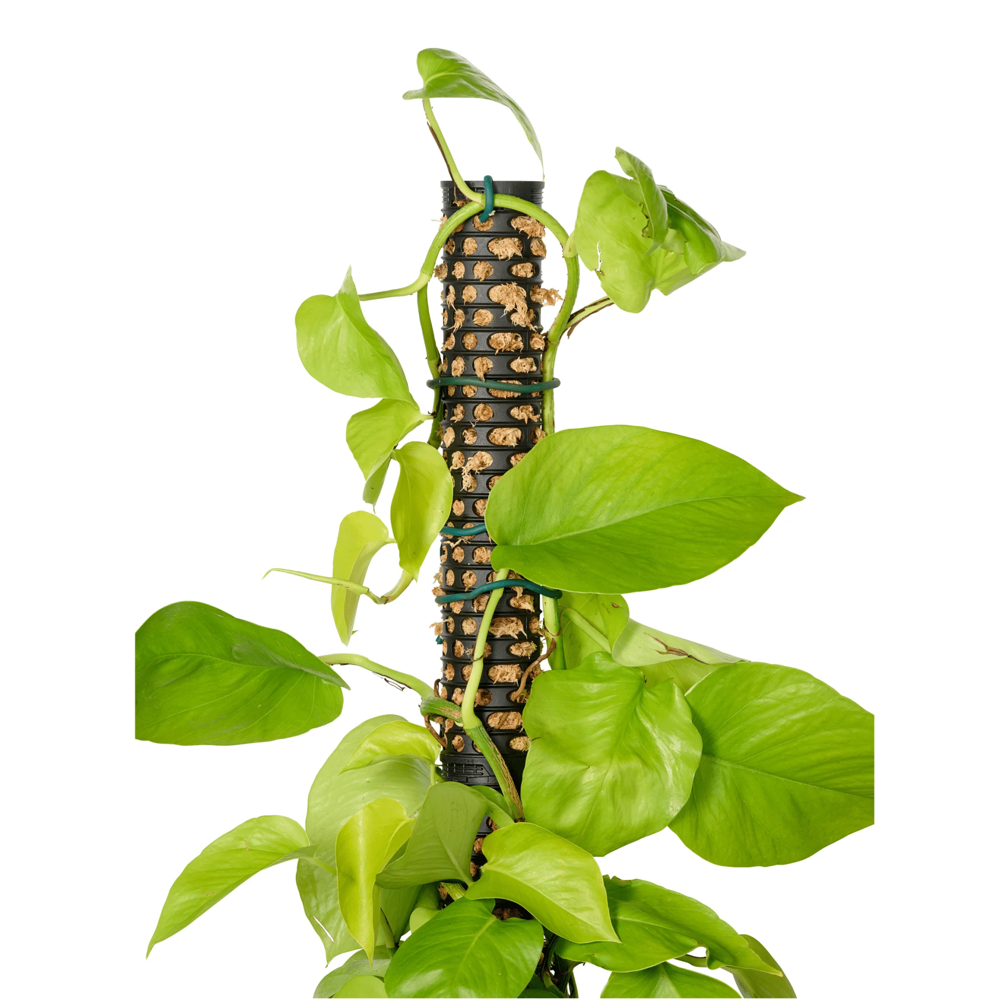 Moss Pole - 5 Pack - Image 6