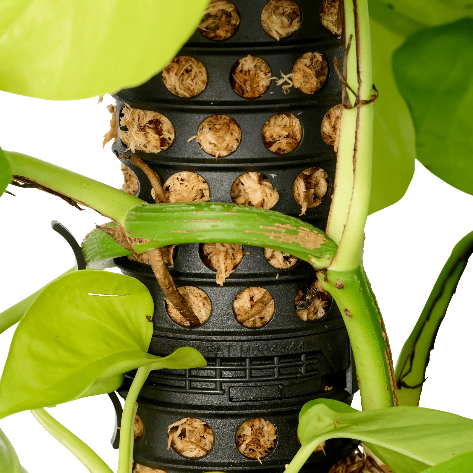 Moss Pole - 5 Pack - Image 7