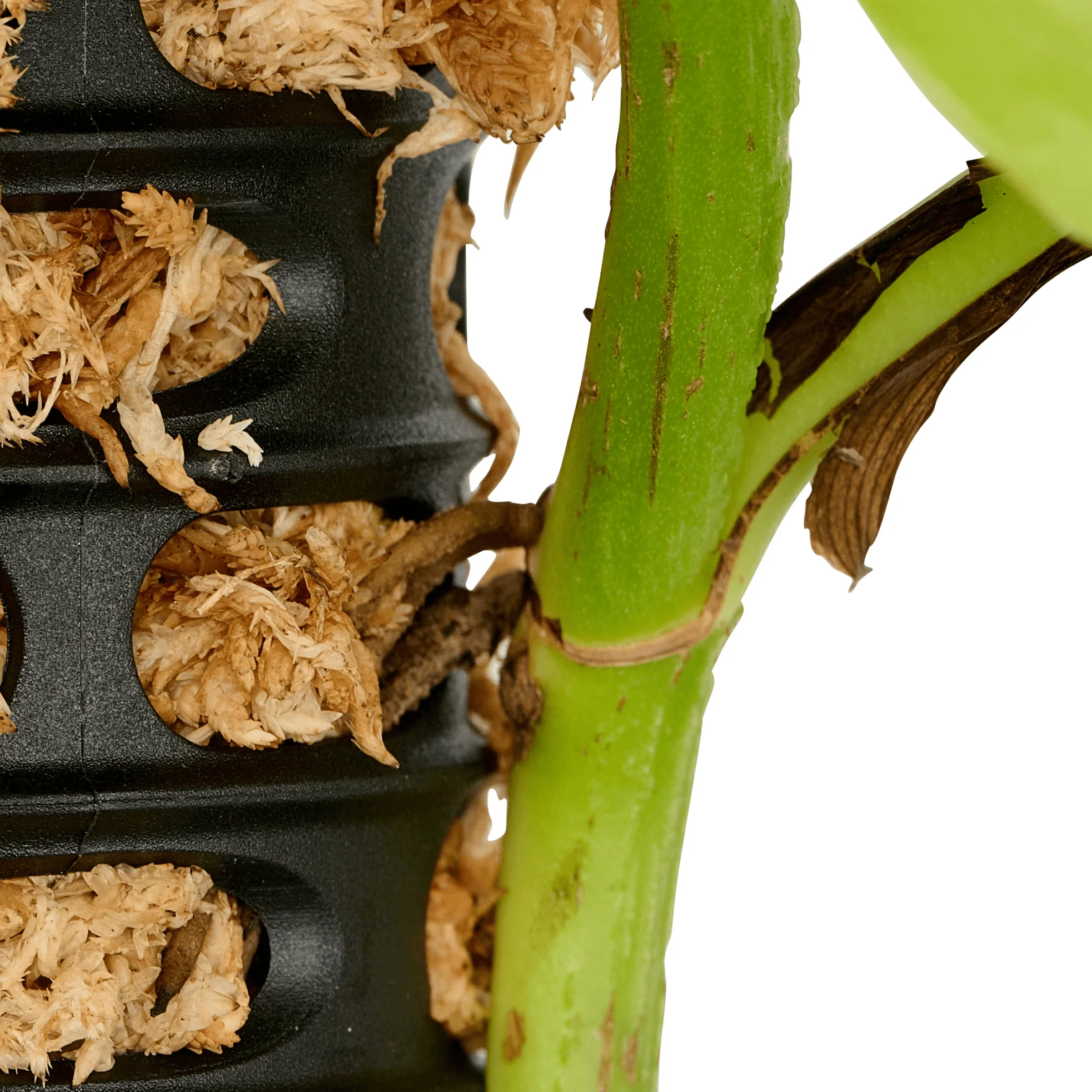 Moss Pole - 5 Pack - Image 8