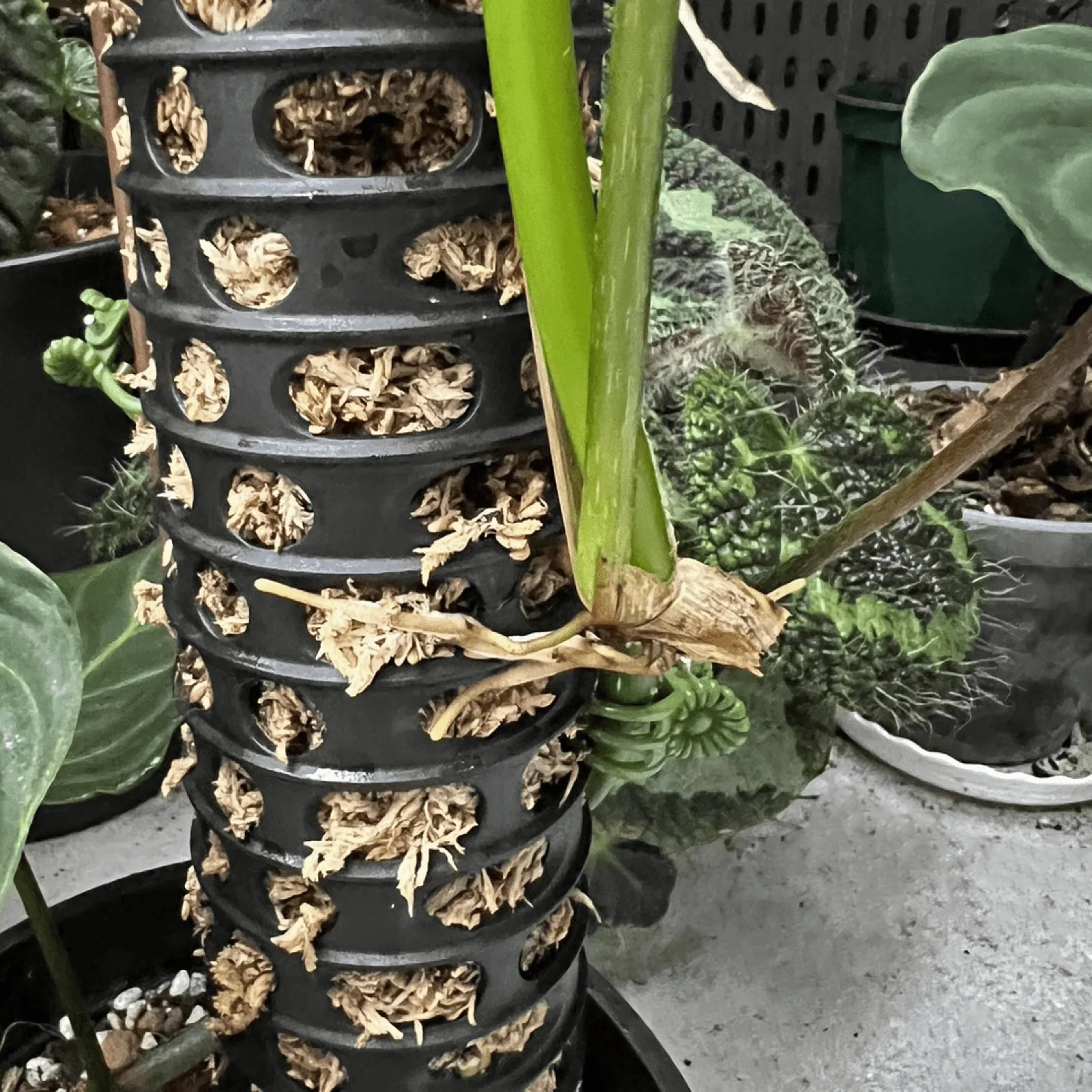 Moss Pole - 5 Pack - Image 9