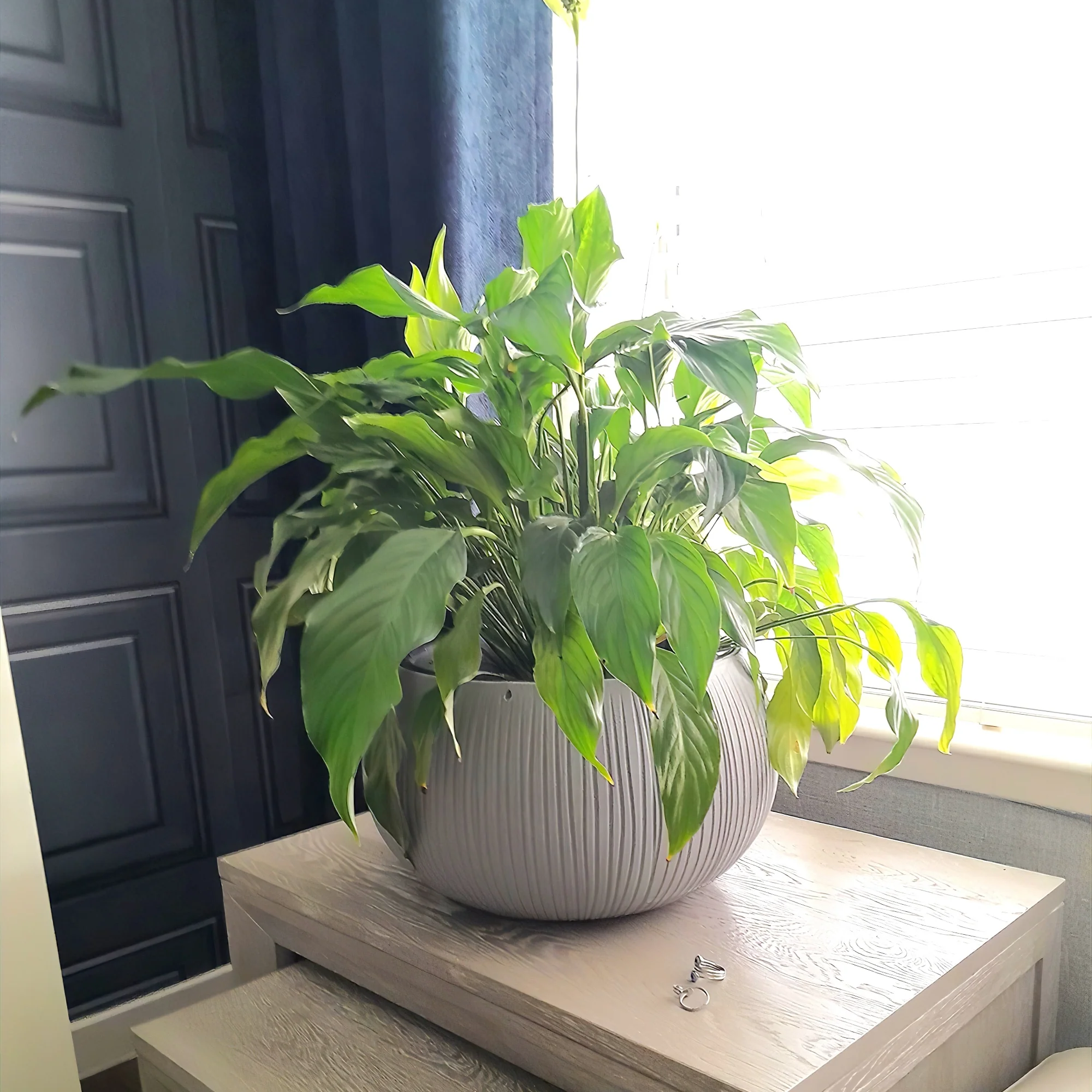 Beton Bowl Planter 240 - Image 6